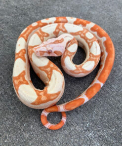 Sunglow Boas for sale