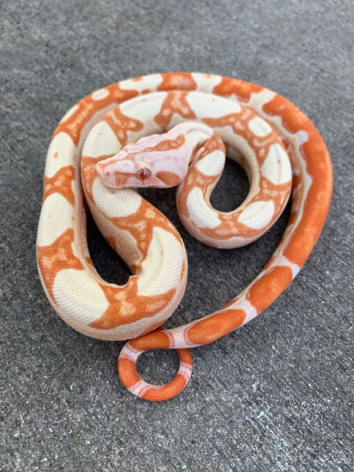 Sunglow Boas for sale