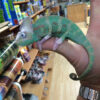 Veiled Chameleon for sale