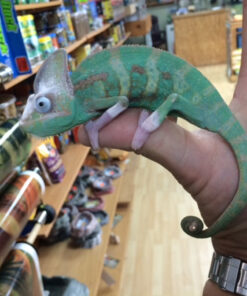 Veiled Chameleon for sale